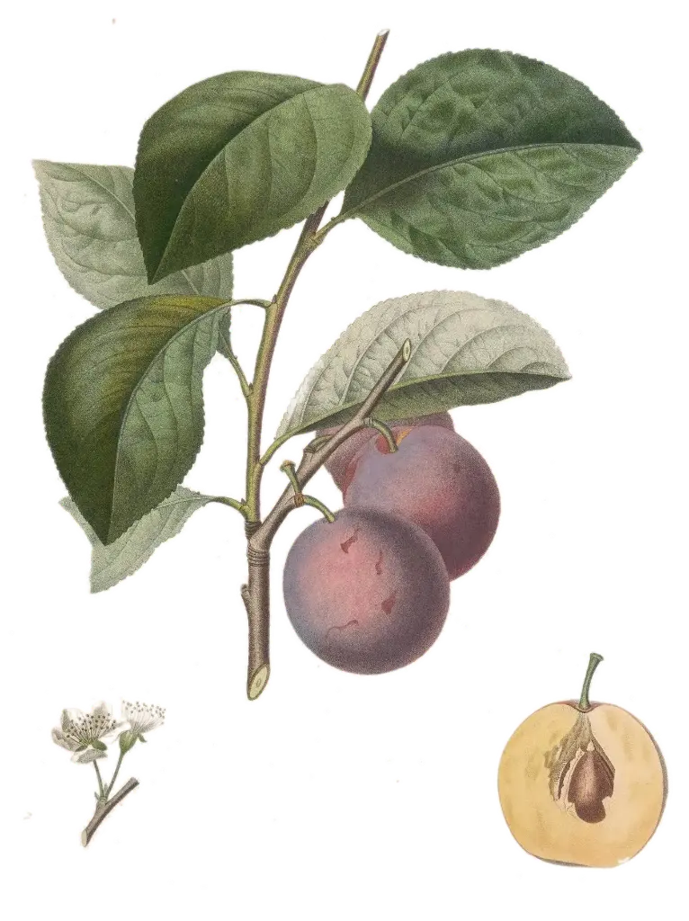 Prunier - 'Anna Späth'