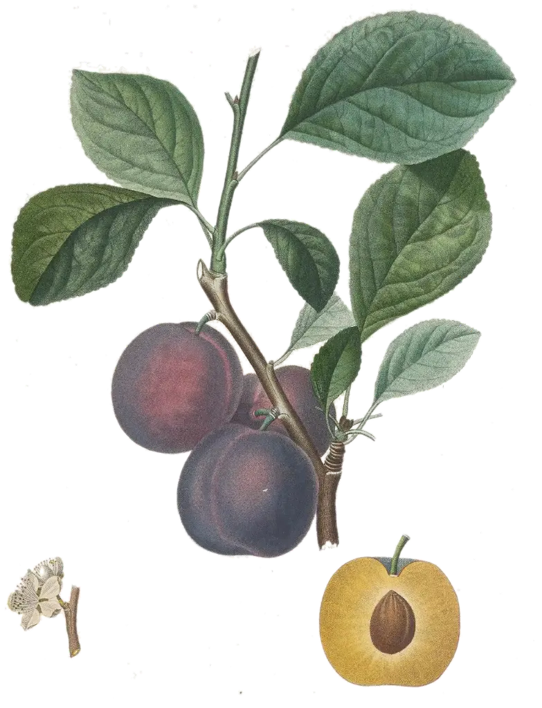 Prunier - 'Bleu de Belgique'