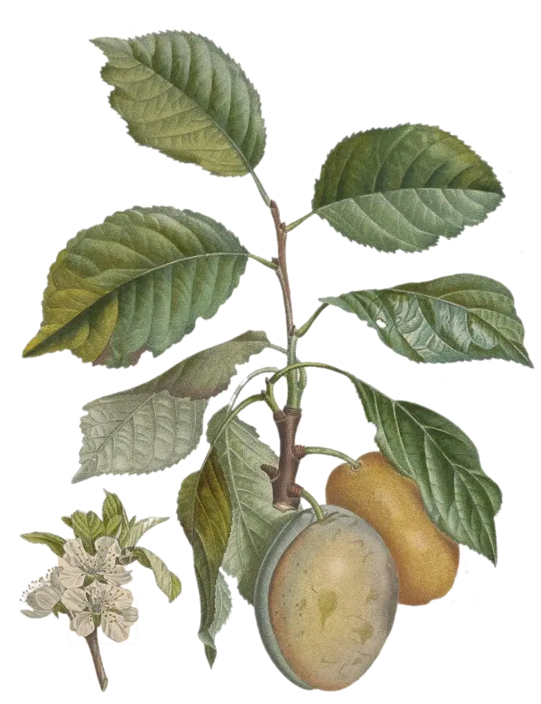 Prunier - 'Coe’s Golden Drop'  AC