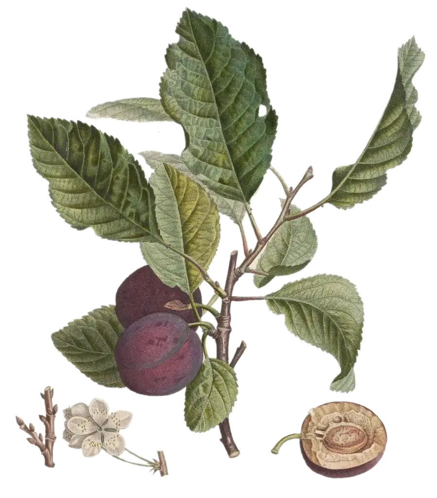 Prunier - 'Grand prize'