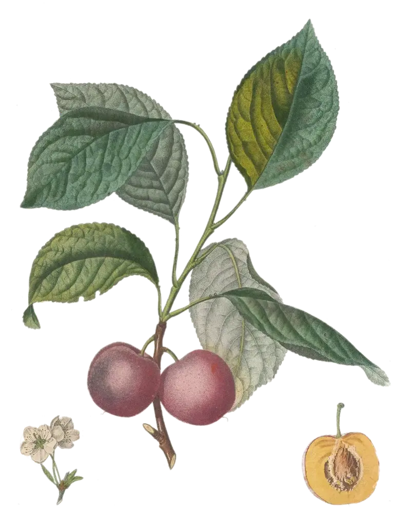 Prunier - 'Madame Bonnard'