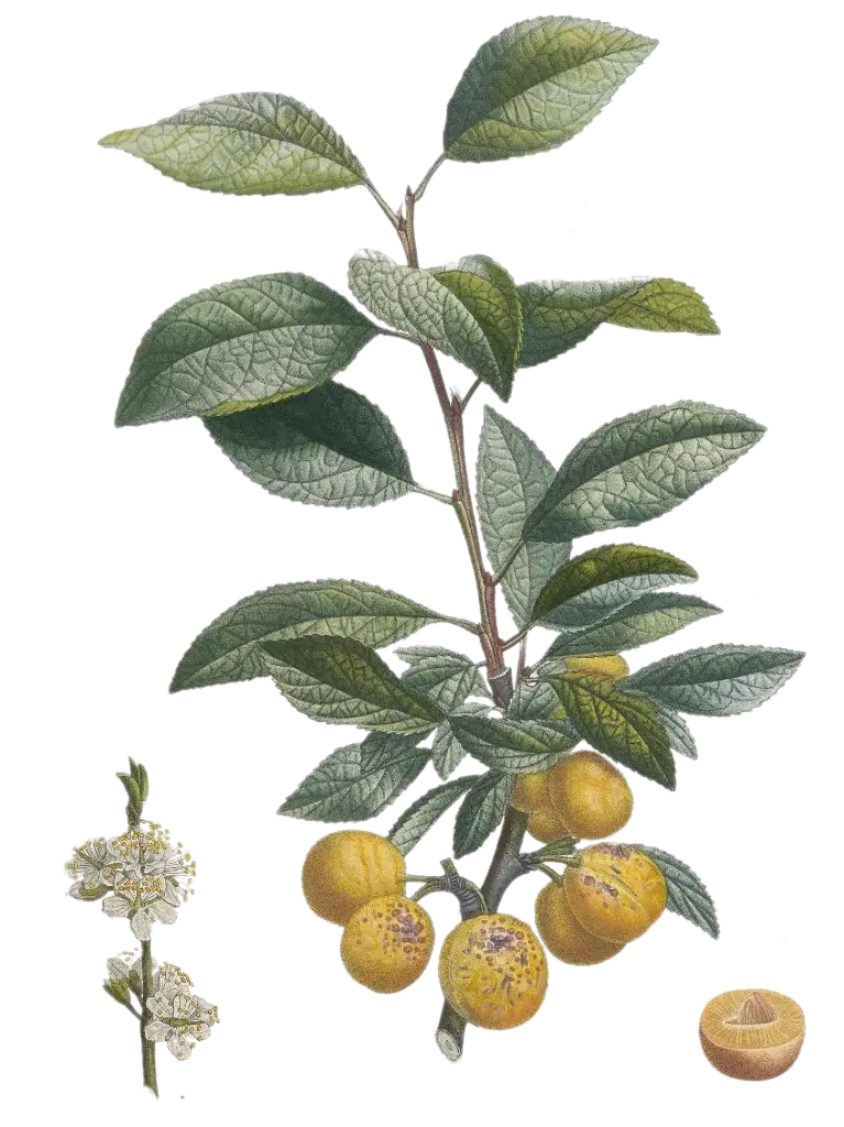 Prunier - 'Mirabelle de Nancy'