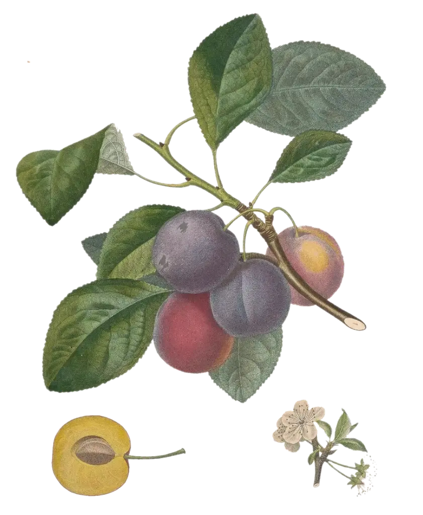 Prunier - 'Monsieur Hatif'   AC