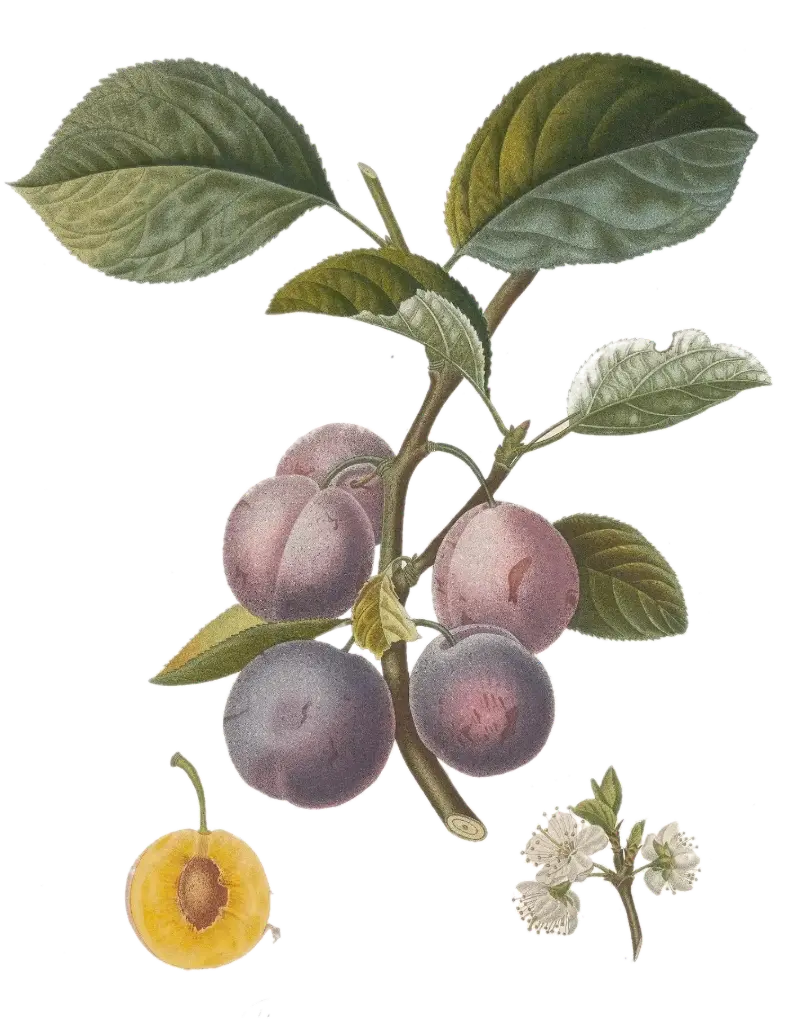 Prunier - 'Pedrigone de Trescléoux'