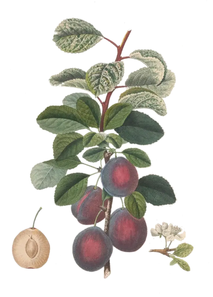 Prunier - 'Prince d’Englebert'    AC