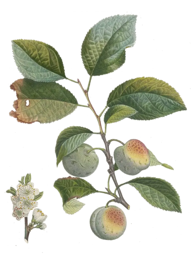 Prunier - 'reine claude vert'    AC