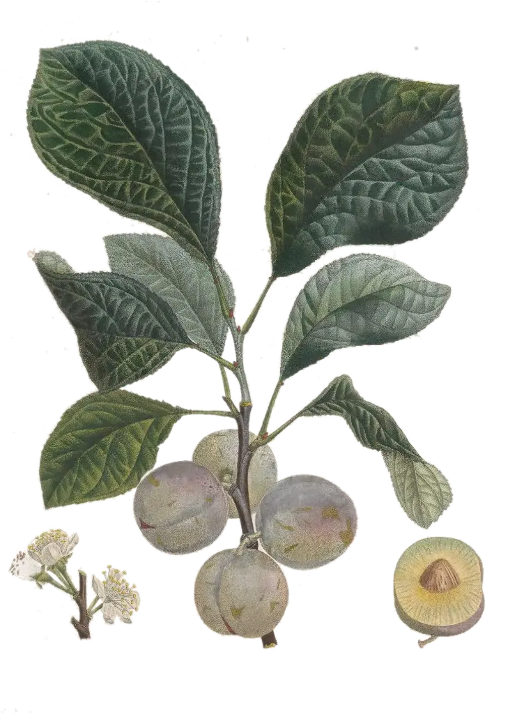 Prunier - 'Reine Claude du Vars'