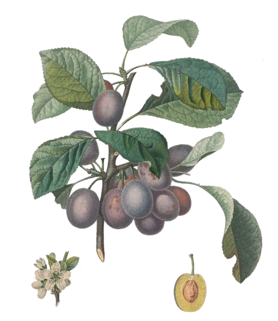 Prunier - 'Saint Antonin'   AC