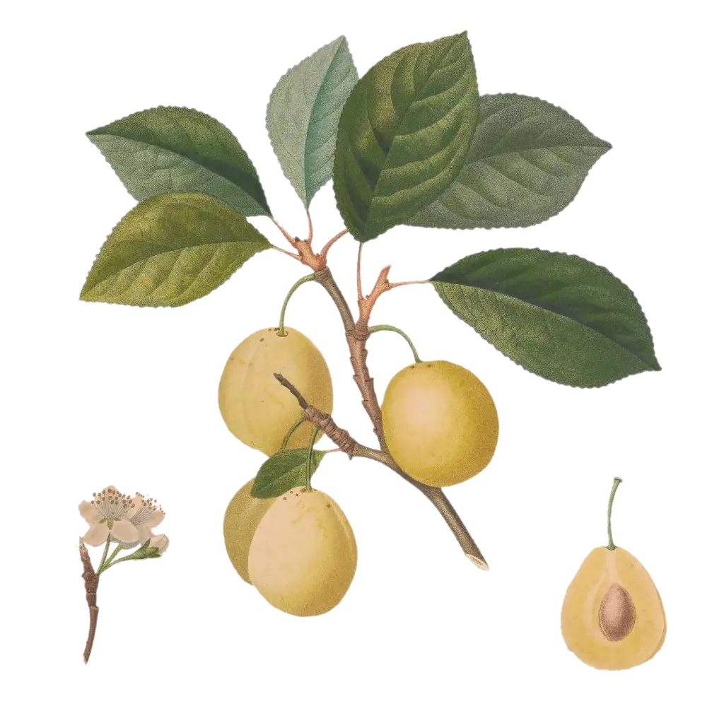 Prunier - 'Sainte Catherine'   AC