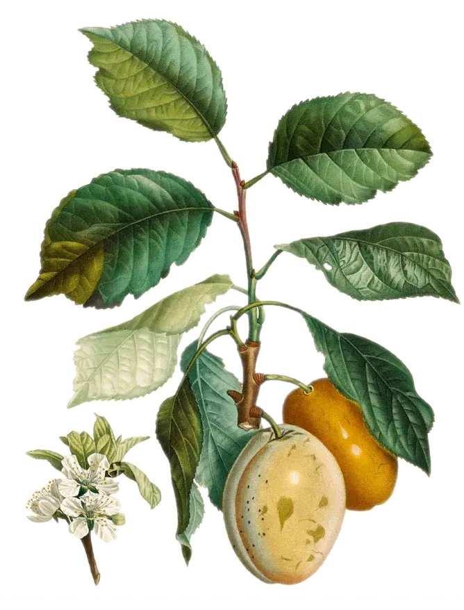 Prunier - 'Thames Cross'  AC