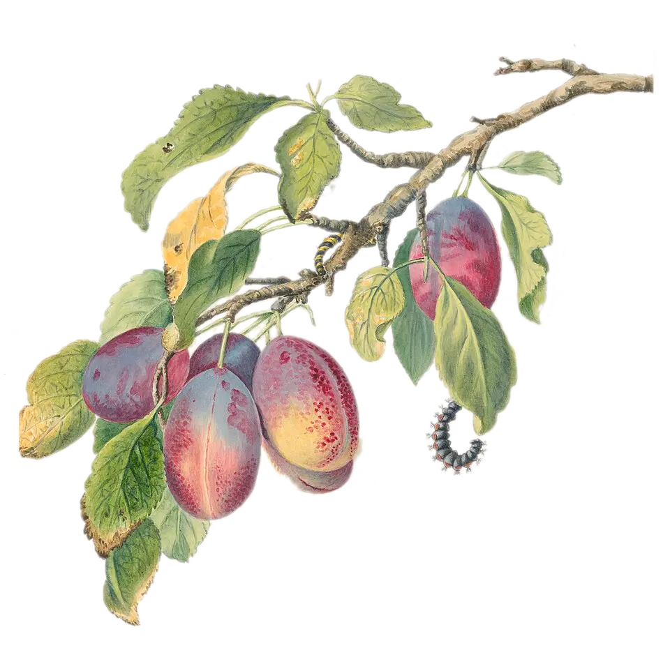 Prunier - 'Victoria'  AC