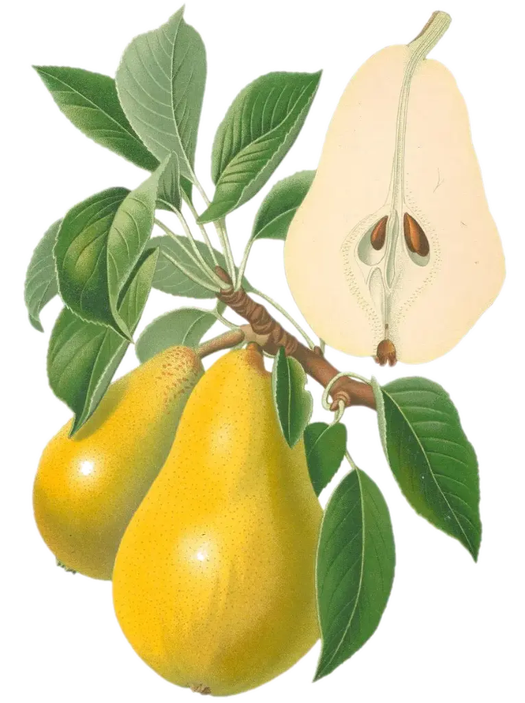 Poirier - 'Williams (bon chrétien)'  (Scion 1 ans)