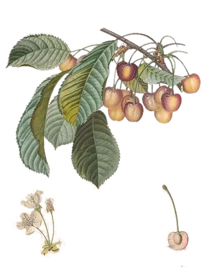 Cerisier - 'Cœur de pigeon'