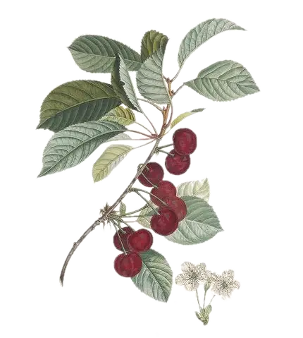 Cerisier - 'Early Rivers'