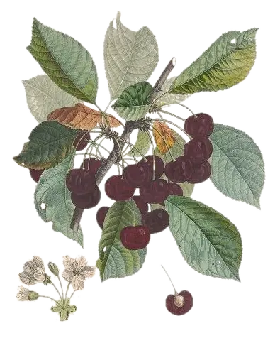 Cerisier - 'Géant d'Hedelfingen'