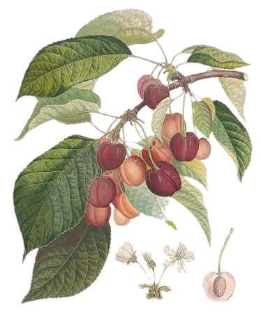 Cerisier - 'Jaboulay'