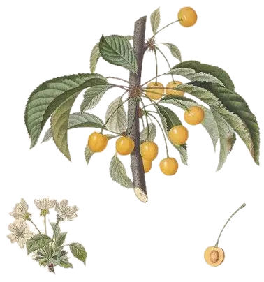 Cerisier - 'Jaune de Büttner'