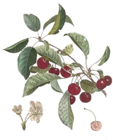 Cerisier - 'Marmotte' (Fruitier)