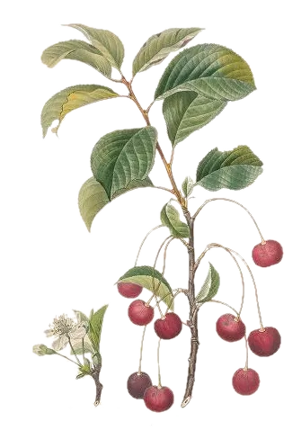 Cerisier - 'Montmorency'