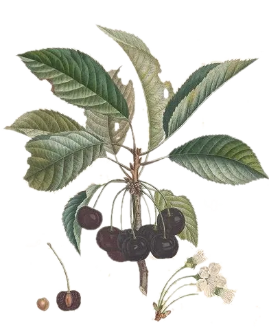 Cerisier - 'Noir de Meched'