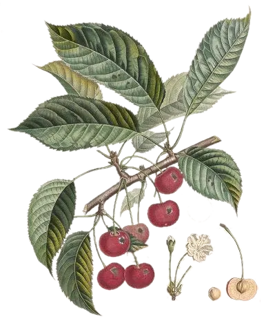 Cerisier - 'Beauté de l'Ohio'