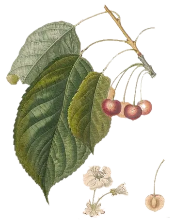 Cerisier - 'Beauté de l'Ohio'