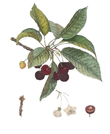 Cerisier - 'Stark Hardy Giant'