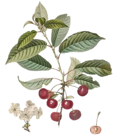 Cerisier - 'Sunburst'