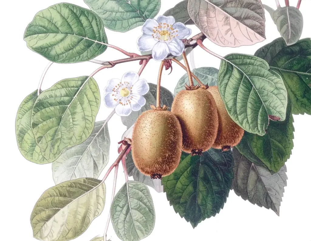 Kiwi  - 'Hayward' ♀