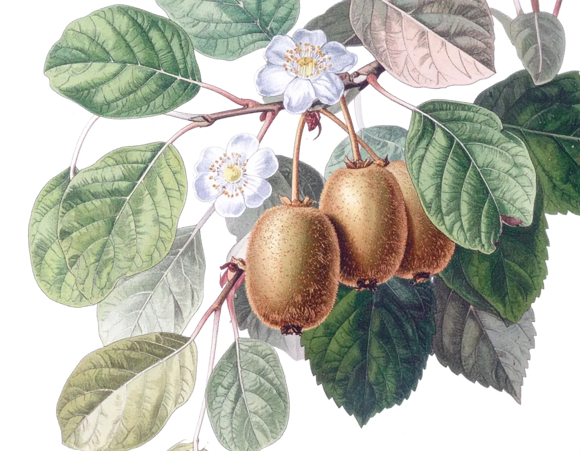 Kiwi Autofertile - Jenny ♀ 