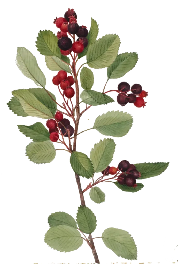 Amélanchier  - 'Krasnojarskaja'