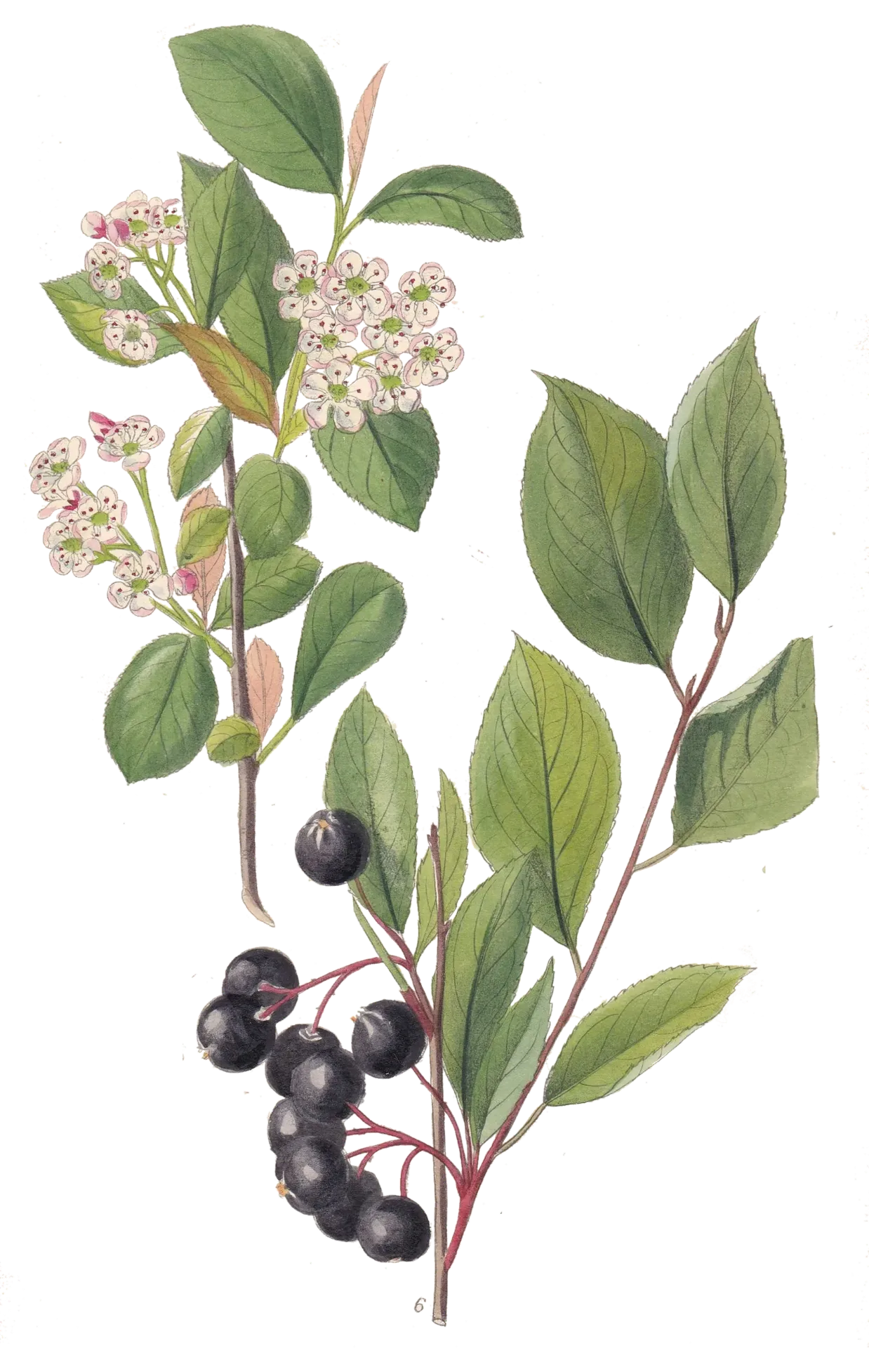 [Aronia mitschurinii - Amit] Aronie de Mitchourine - 'Amit' (Conteneur 1,5l - 1 an)