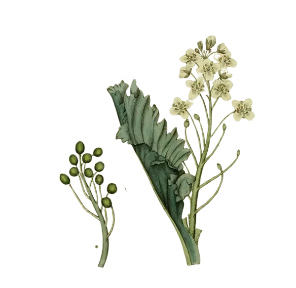 Chou maritime - Carambe (Conteneur 1,5l - 1 an)