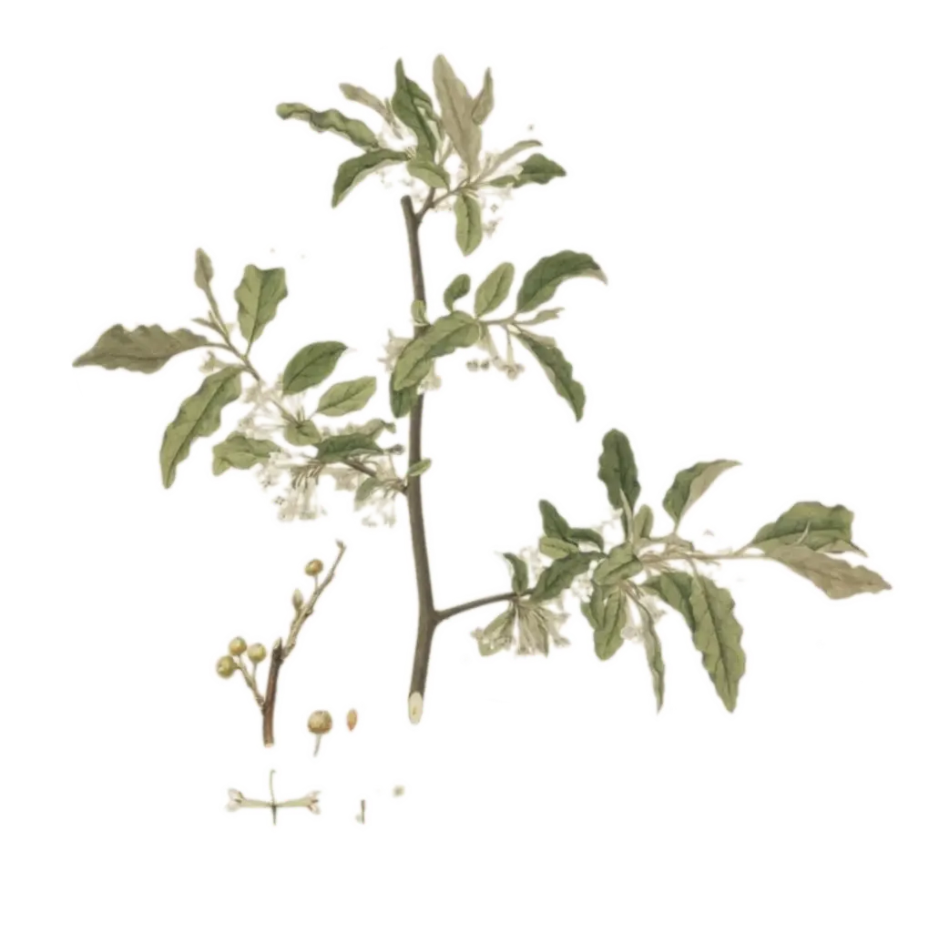 Chalef d'automne  - 'Fortunella'  (Conteneur 1,5l - 1 an)