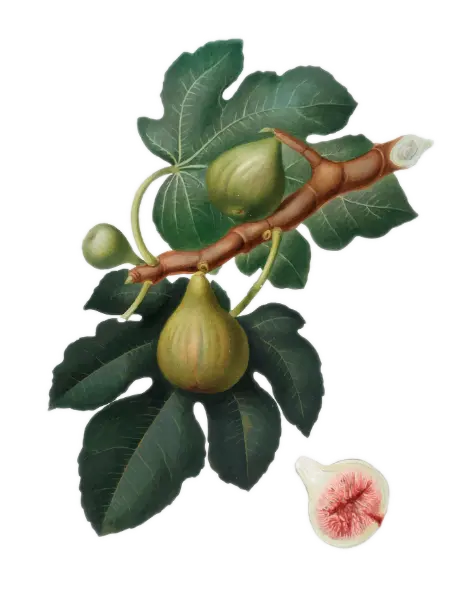 Figuier - 'Bornholm'