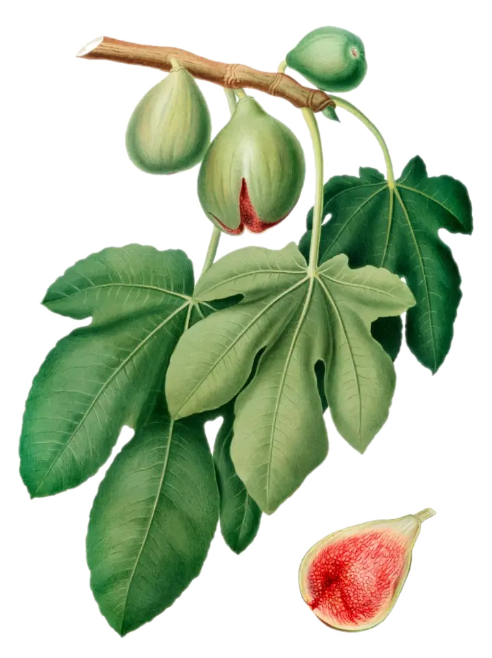 Figuier - 'Desert King'