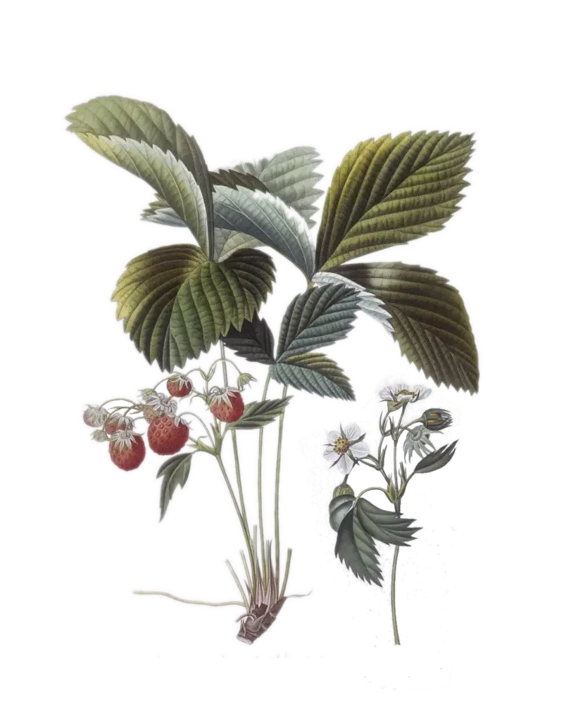 Fraise des bois musquée - 'Capron royal'  (Conteneur 1,5l - 1 an)