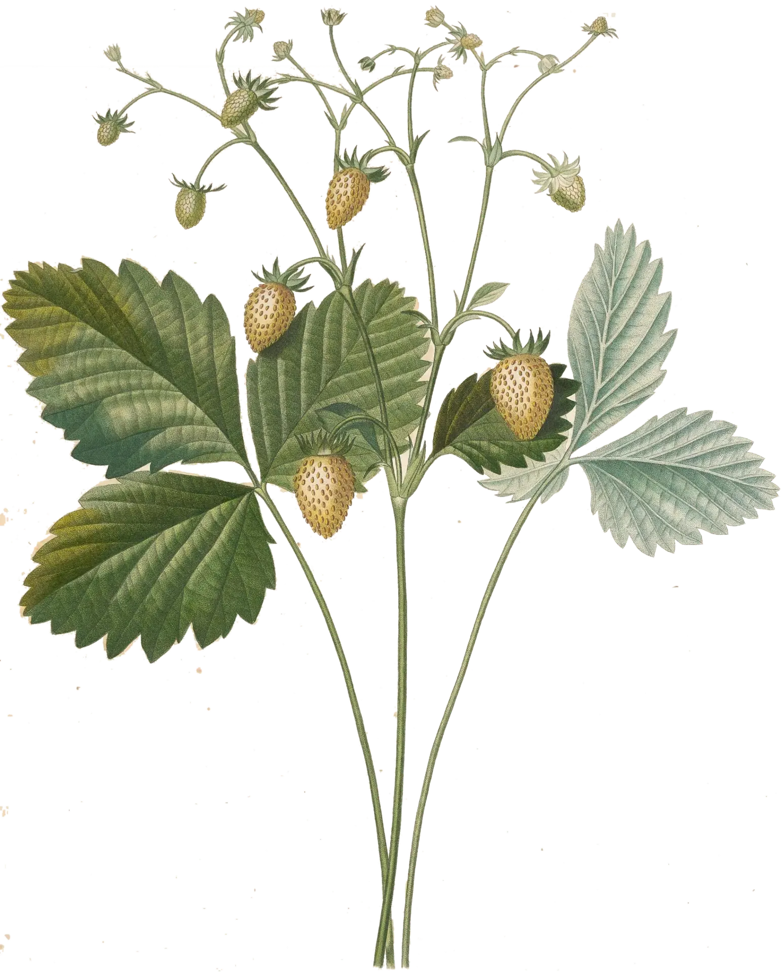 Fraise des bois - 'Blanche des bois' 