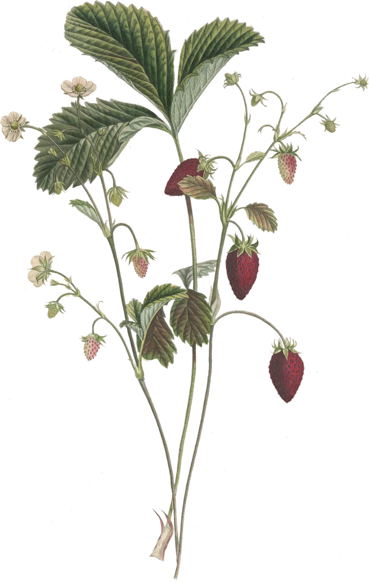 Fraise des bois - 'Reine des vallées'