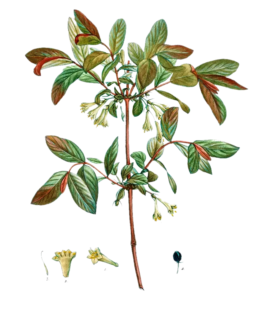 Baie de mai - 'Aurora' (Conteneur 1,5l - 1 an)