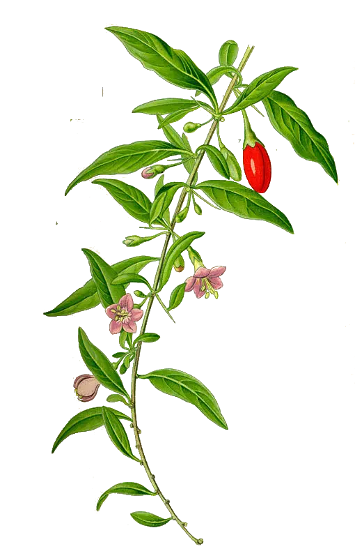 Goji - 'Super Success®' (Conteneur 1,5l - 1 an)