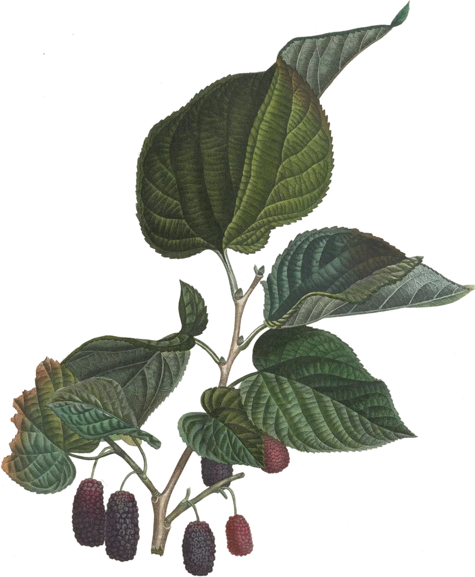 Mûrier - 'Illinois Everbearing