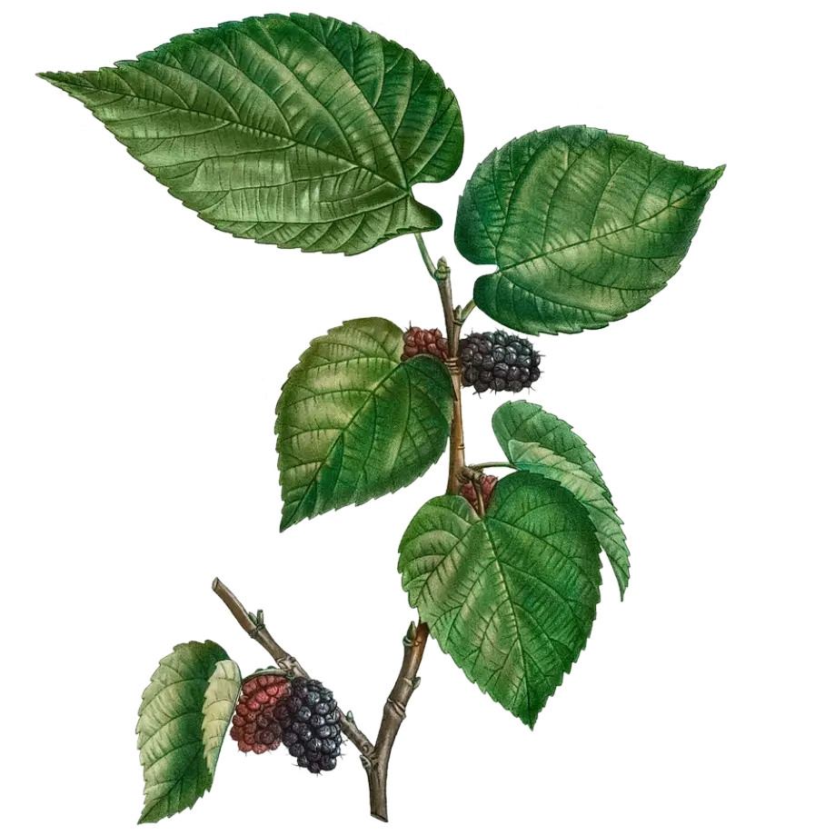 Mûrier - 'Mojoberry®'  (Conteneur 1,5l - 1 an)