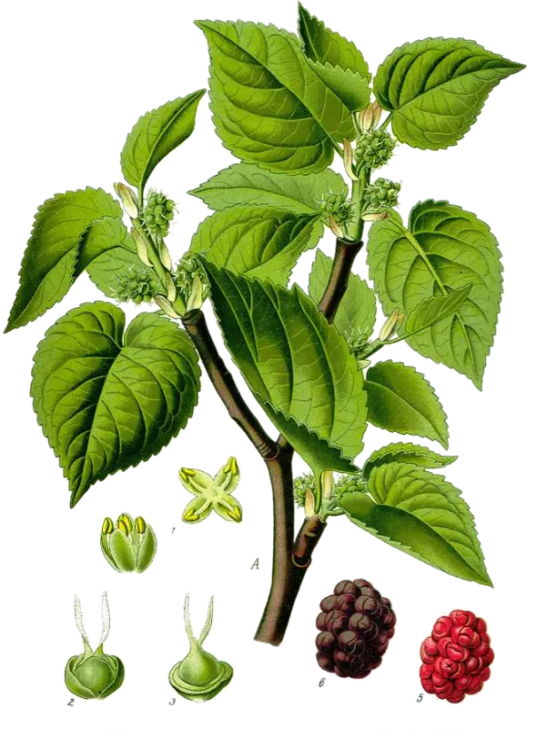 Mûrier - 'Mulle' (Conteneur 1,5l - 1 an)