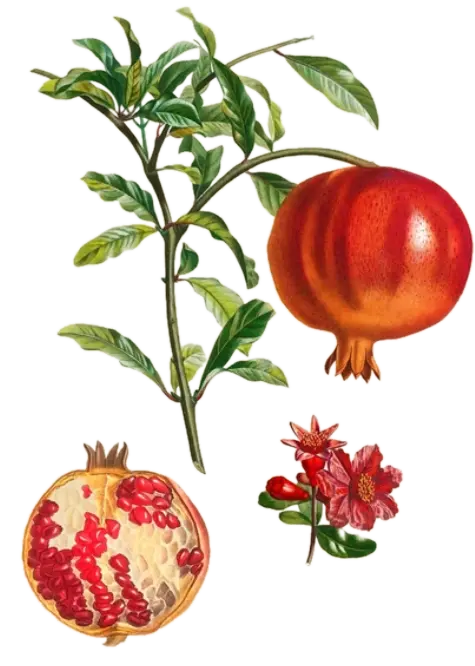 Grenadier - 'Crimson Sky'