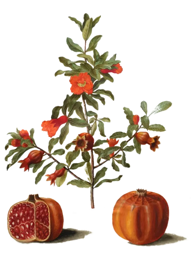 Grenadier - 'Favorit' (Conteneur 1,5l - 1 an)