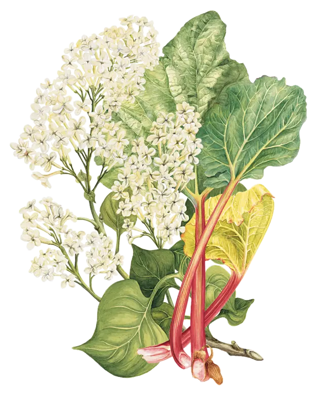 Rhubarbe - 'Canada Red'