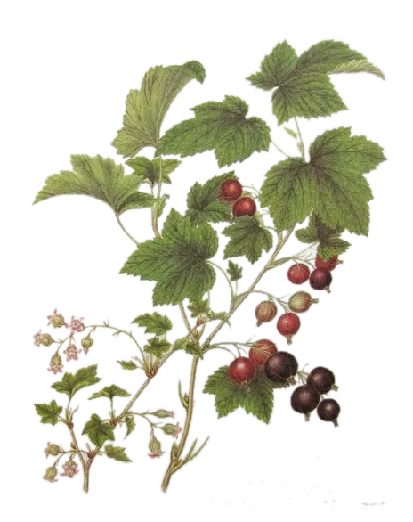 Casseille - 'Rita' (Conteneur 1,5l - 1 an)