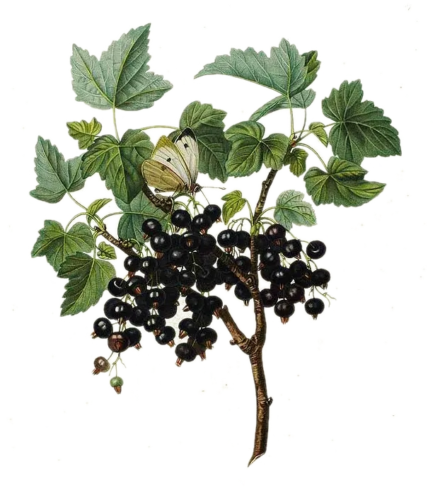 Cassis - 'Royal de Naples' 