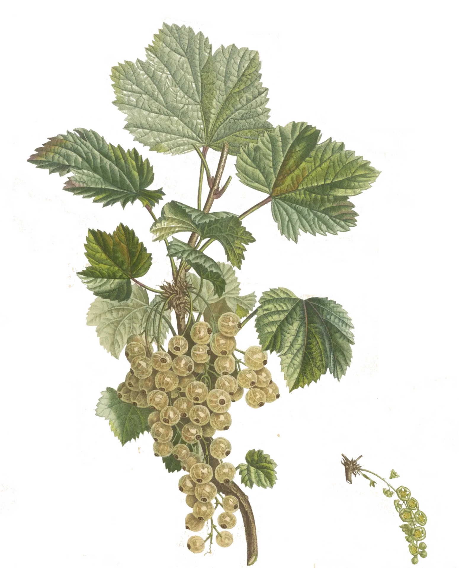 Groseiller - 'Bar le Duc Blanche'